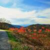 "Blossoming Red"
Central Virginia.
(Blue Ridge Parkway)