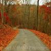 Beautifully Fallen Red Leaves~
Northern Greenbrier County, WV.