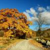 Late autumn foliage~
Fort Spring, WV.