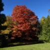 Beautiful burgandy balsom.
Southern Door County.