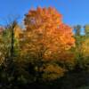 Beautiful gold foliage.
Near Carlsville, WI.