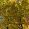 More bright amber foliage.
Ellison Bluff Park.
