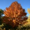 Another brilliant glowing tree.
Near Egg Harbor, WI.