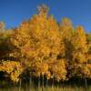 Beautiful amber willows.
Bayshore Blufflands.