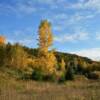 A golden standing balsom.
Bayshore Bluffs.