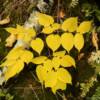 Beautiful yellow ground flora along the Mountain Park hiking trail.