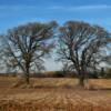 Beautiful old twin oaks in
Ozaukee County.