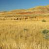 Open ranchland and old corral~
Near Jeffrey City, Wyoming.