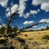 Some 'interesting deadwood'
Wyoming's highlands.
Fremont County.