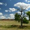 Another view of this
Manzanita tree.
Lowlands of Natrona County.