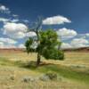 Lone manzanita tree.
Natrona County.