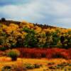 Fall foliage-near Farson, Wyoming