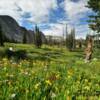 Snowy Range Pass.
More beautiful July flora.