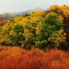 Early October autumn colors-near Laramie, Wyoming