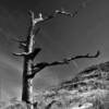 Eerie dead oak tree.
Van Tassell Hills.