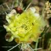 Wyoming cactus plant.
Crook County.