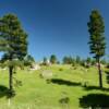Northern Wyoming brush pines