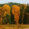 Fall foliage-along western Wyoming's Grey River backroad