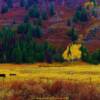 Grazing horses and autumn foliage along the Grey River backroad