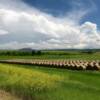 July Wyoming hay harvest.
Near Sundance, WY.