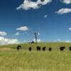 Another peek at this windmill and area cattle.
Platte County, WY.